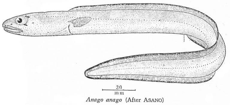 Ariosoma anago白錐體糯鰻