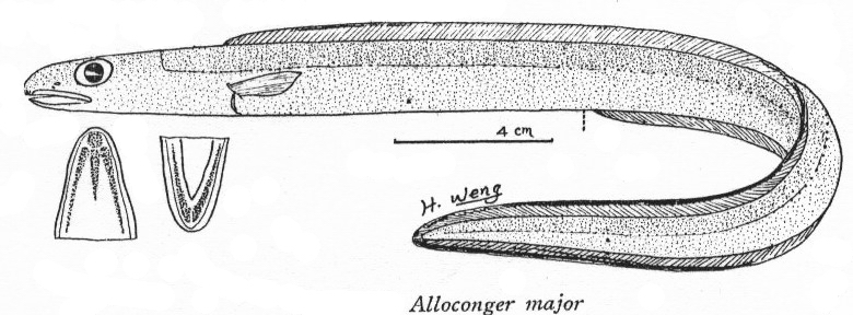 Ariosoma major大錐體糯鰻