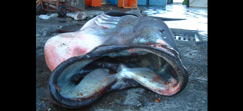 Megachasma pelagios巨口鯊