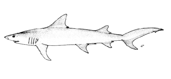 Hemipristis elongata長半鋸鯊