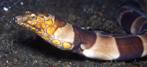 Ophichthus bonaparti鮑氏蛇鰻