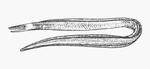 Nettastoma parviceps小頭鴨嘴鰻