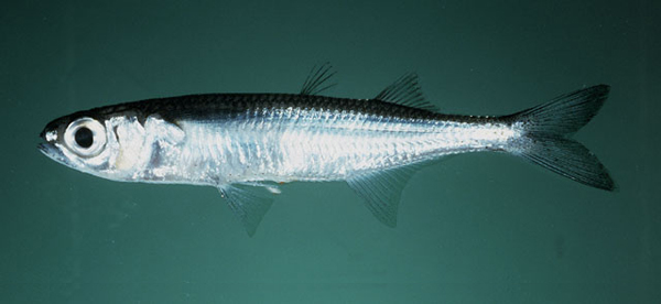 Atherinomorus insularum島嶼美銀漢魚
