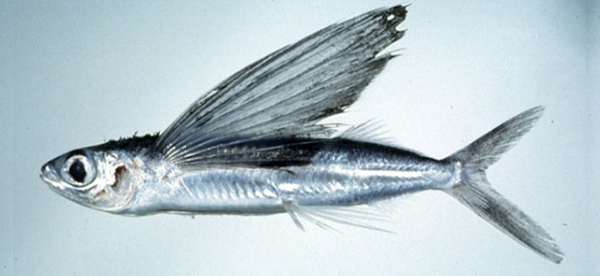 Cypselurus starksi斯氏斑鰭飛魚