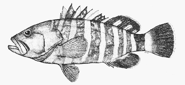 Hyporthodus septemfasciatus七帶下美鮨