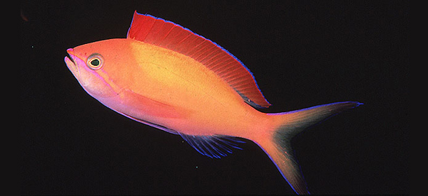 Pseudanthias dispar刺蓋擬花鱸