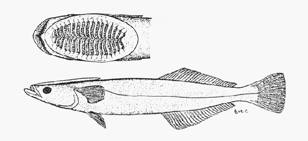 Remora brachyptera短臂短印魚