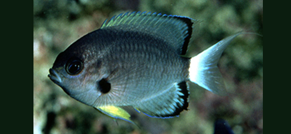 Chromis leucura亮光鰓雀鯛