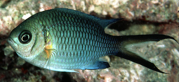 Chromis xanthochira黃腋光鰓雀鯛