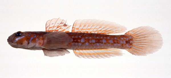 Istigobius hoshinonis和歌銜鰕虎