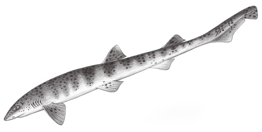 Halaelurus buergeri伯氏豹鯊