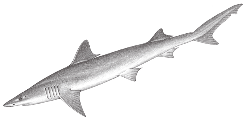 Chaenogaleus macrostoma大口尖齒鯊