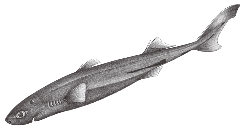 Etmopterus splendidus斯普蘭汀烏鯊