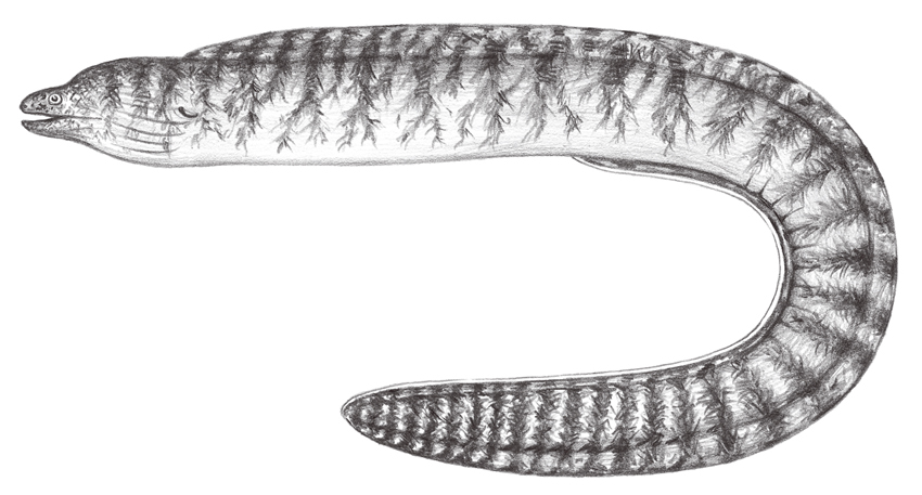 Gymnothorax kidako蠕紋裸胸鯙