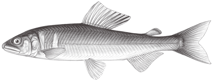 Plecoglossus altivelis altivelis香魚
