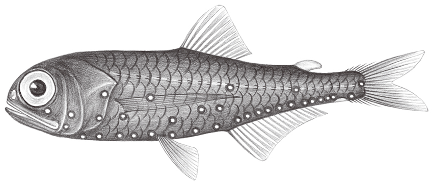 Benthosema suborbitale耀眼底燈魚