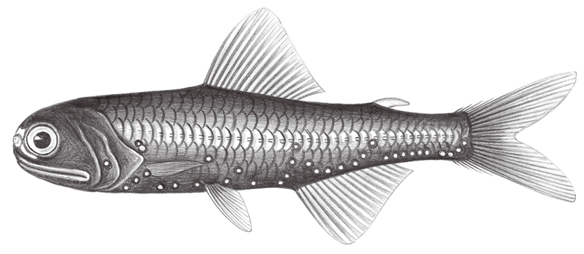 Diaphus sagamiensis相模灣眶燈魚