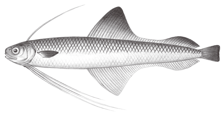 Bregmaceros pseudolanceolatus擬尖鰭海鰗鰍