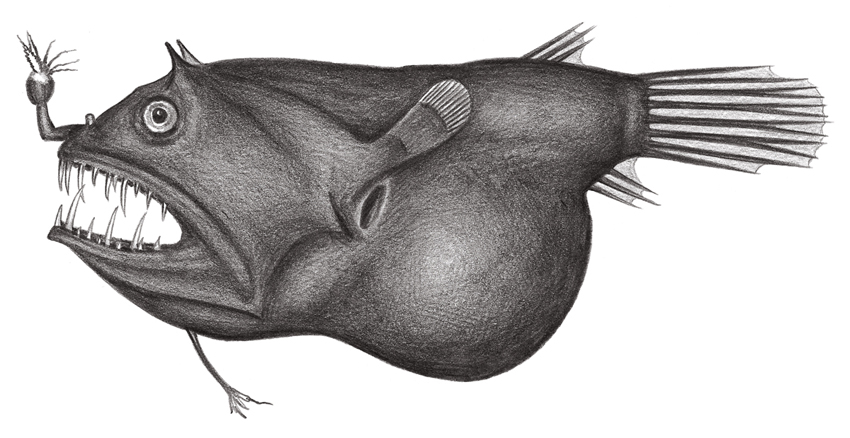 Linophryne indica印度鬚鮟鱇