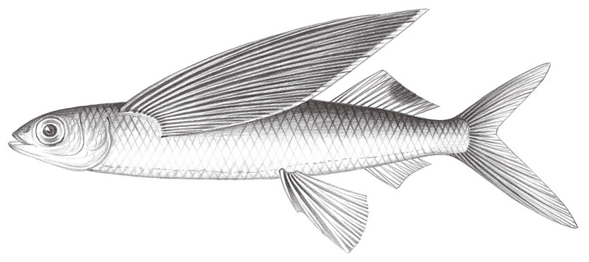 Cheilopogon cyanopterus黑鰭鬚唇飛魚