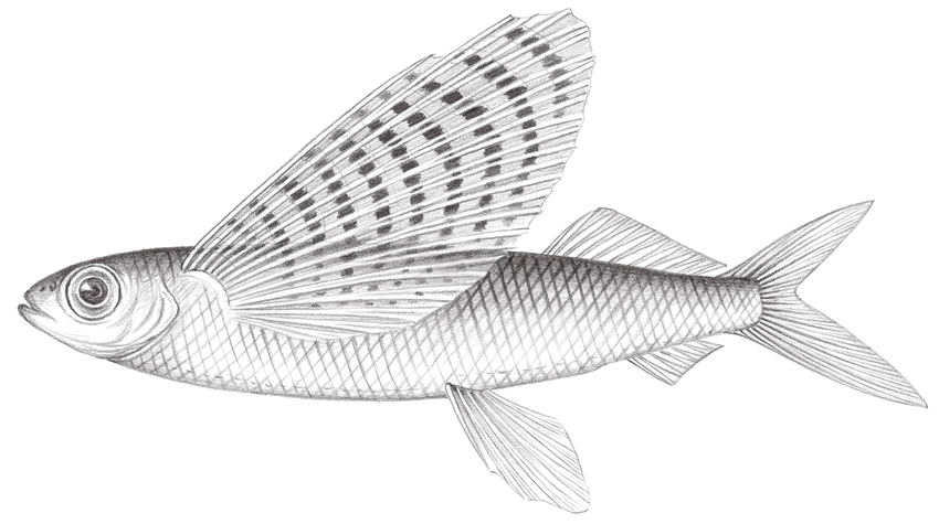 Cypselurus poecilopterus斑鰭飛魚