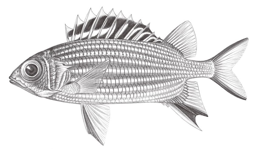 Sargocentron diadema黑鰭棘鱗魚