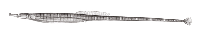 Microphis leiaspis無棘腹囊海龍