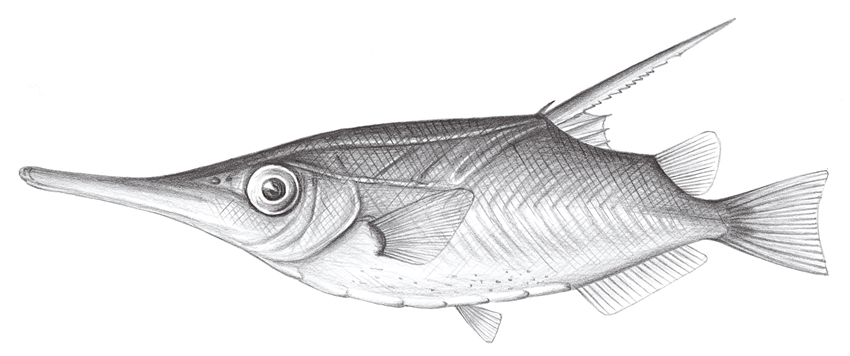 Macroramphosus scolopax鷸嘴魚