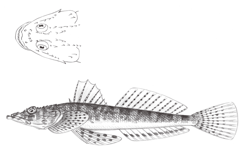 Sunagocia otaitensis乳瓣蘇納牛尾魚
