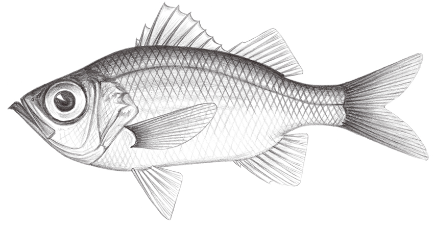 Malakichthys griseus灰軟魚