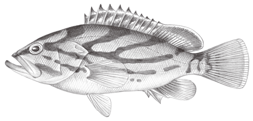 Epinephelus morrhua弧紋石斑魚