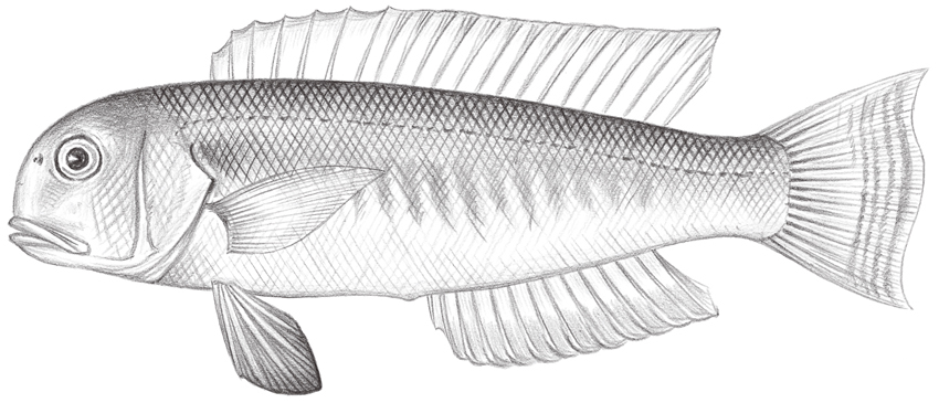 Branchiostegus albus白馬頭魚