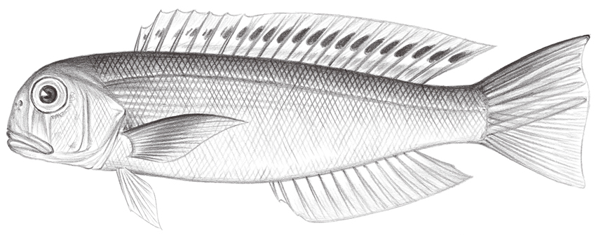 Branchiostegus argentatus銀馬頭魚