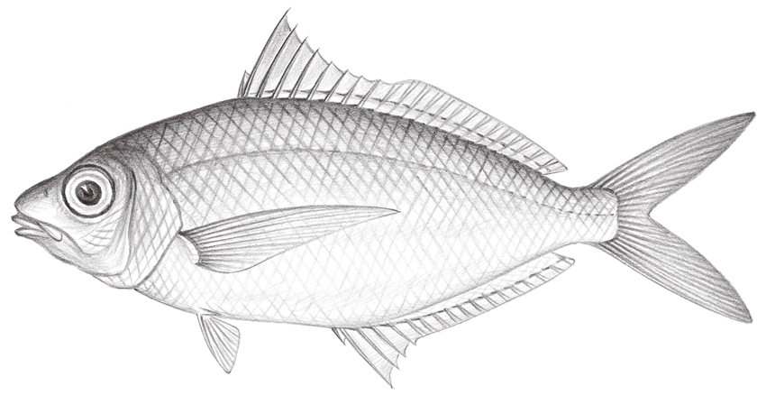 Pentaprion longimanus長臂鑽嘴魚