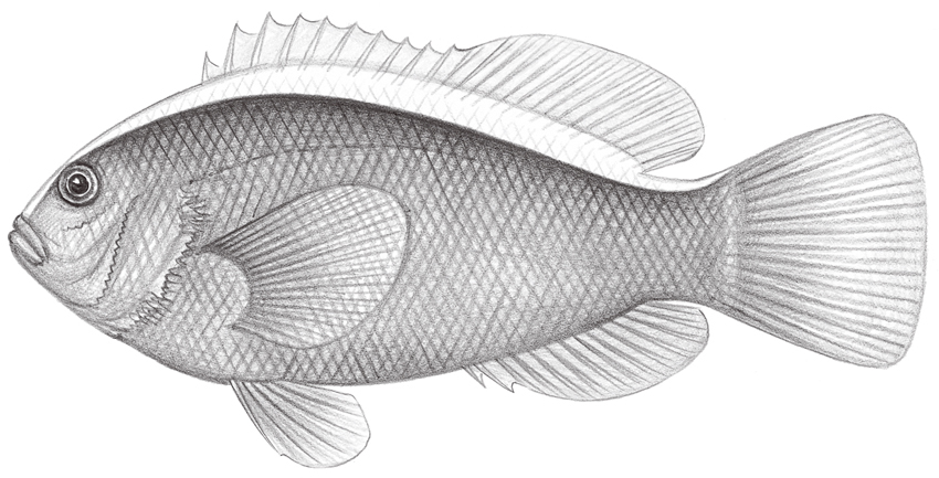 Amphiprion sandaracinos白背雙鋸魚