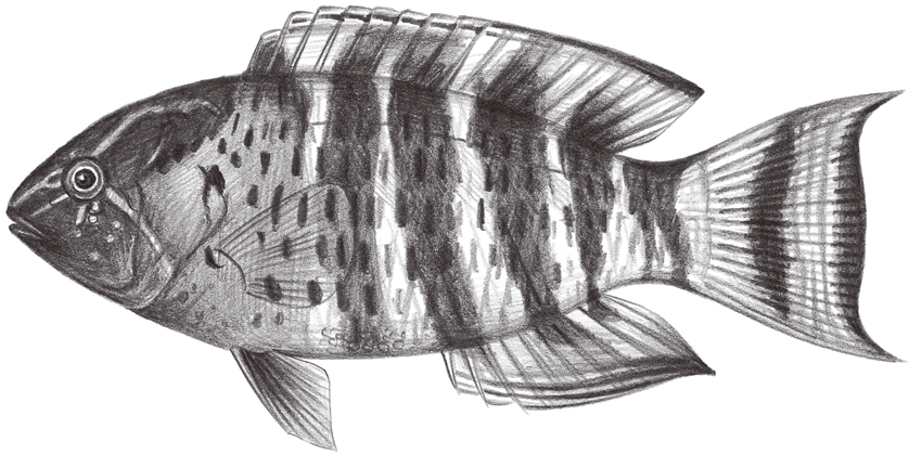 Cheilinus fasciatus橫帶唇魚