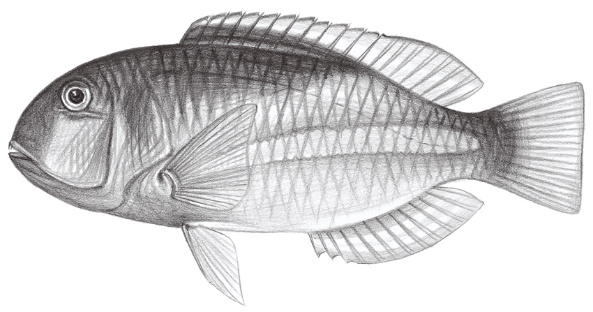 Choerodon robustus粗豬齒魚
