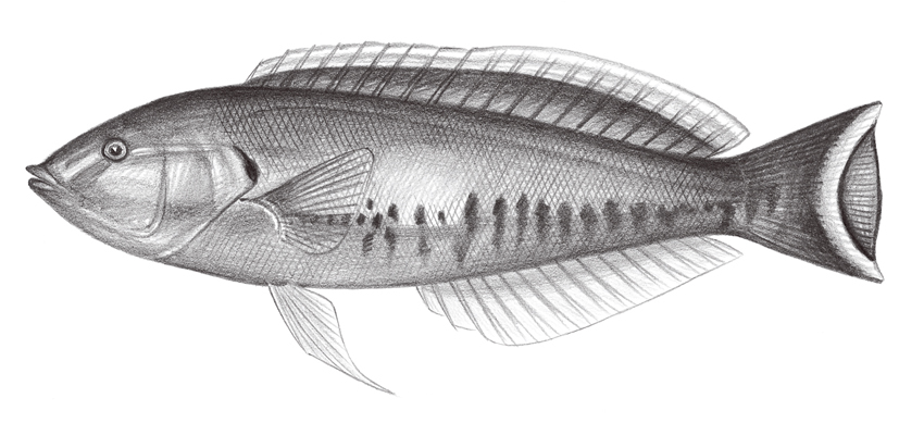 Hologymnosus rhodonotus玫瑰全裸鸚鯛