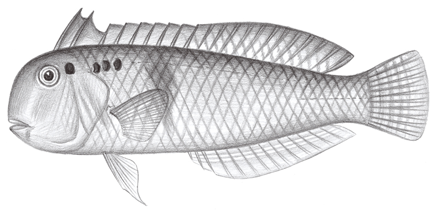 Iniistius pentadactylus五指項鰭魚