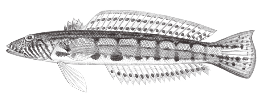 Parapercis kamoharai蒲原氏擬鱸