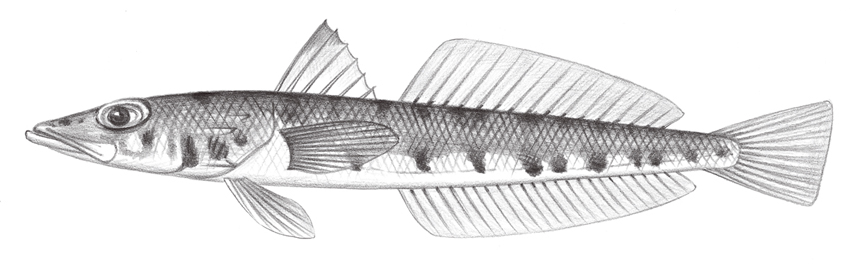 Chrionema chryseres黃斑低線魚