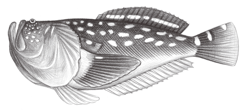 Ichthyscopus lebeck披肩鰧