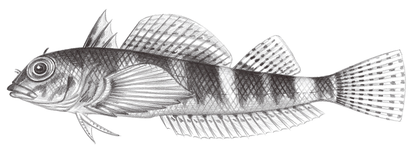 Enneapterygius etheostomus篩口雙線鳚
