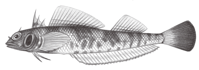 Springerichthys bapturus黑尾史氏三鰭鳚
