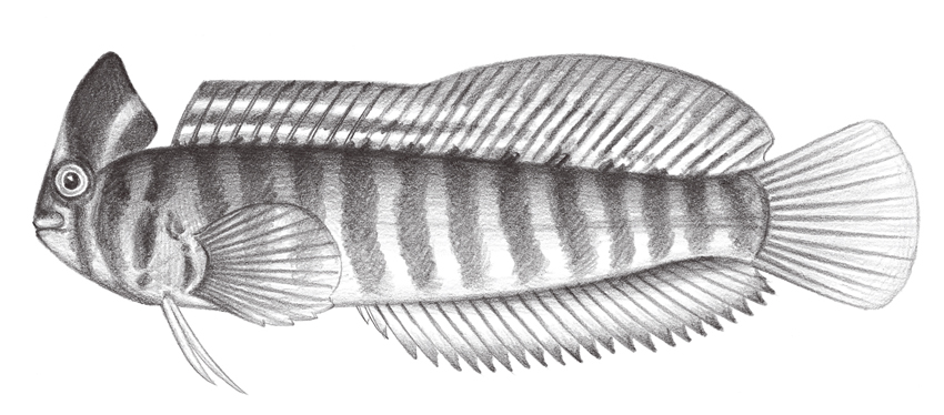 Omobranchus fasciolatoceps斑頭肩鰓鳚