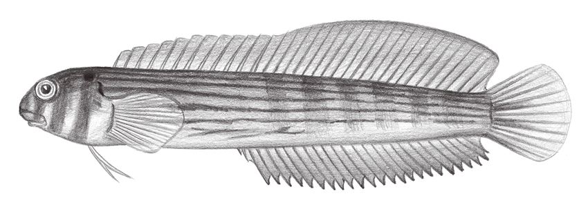 Omobranchus punctatus斑點肩鰓鳚