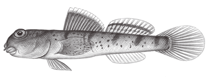 Periophthalmus modestus彈塗魚