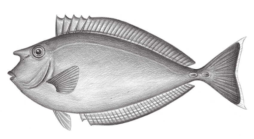 Naso annulatus環紋鼻魚