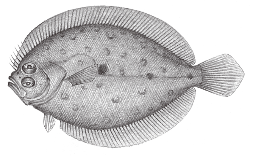 Pseudorhombus elevatus高體斑鮃