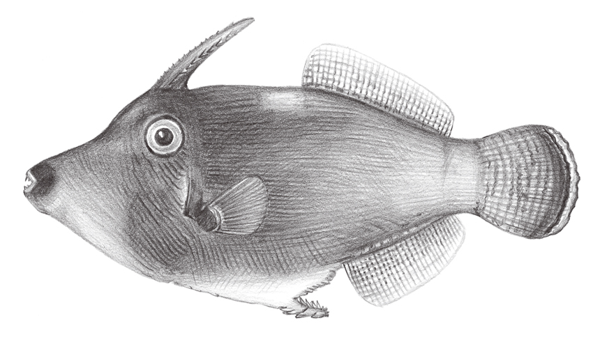 Pervagor aspricaudus粗尾前角單棘魨